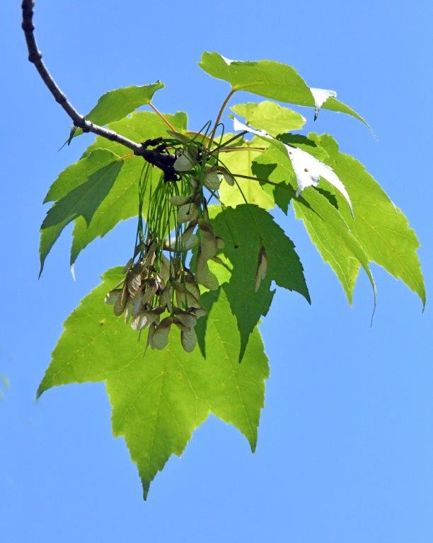 Red maple seeds