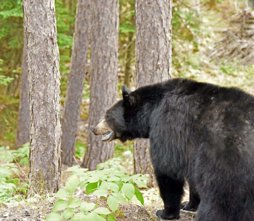 Lily on a mission with me in tow