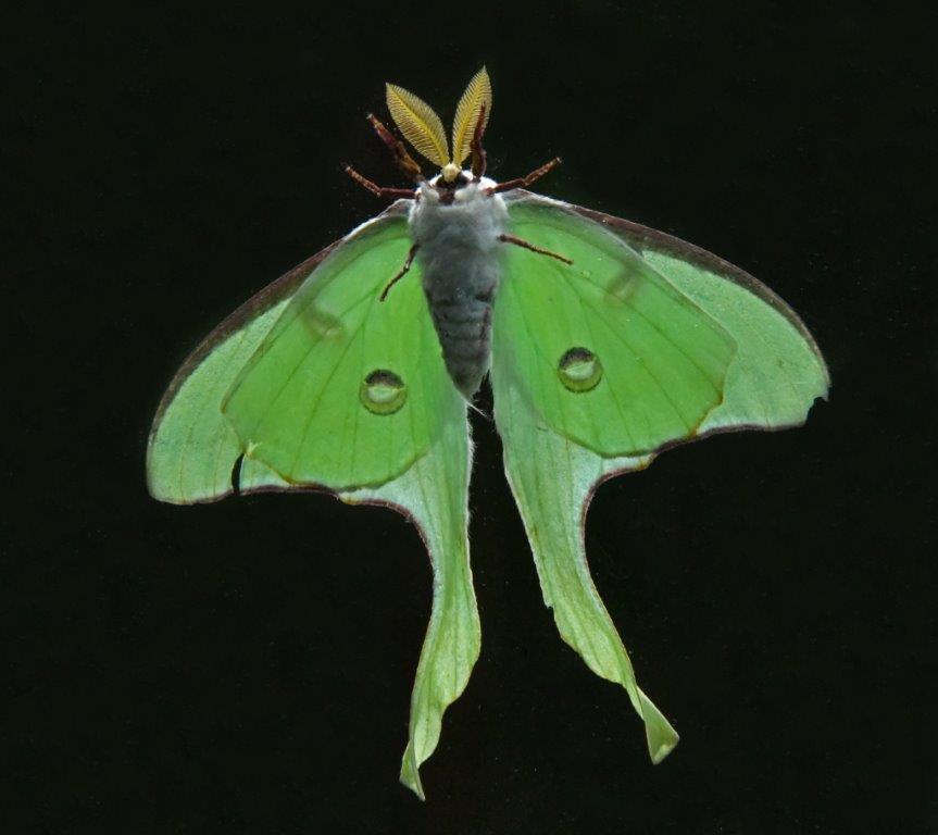 Luna Moth