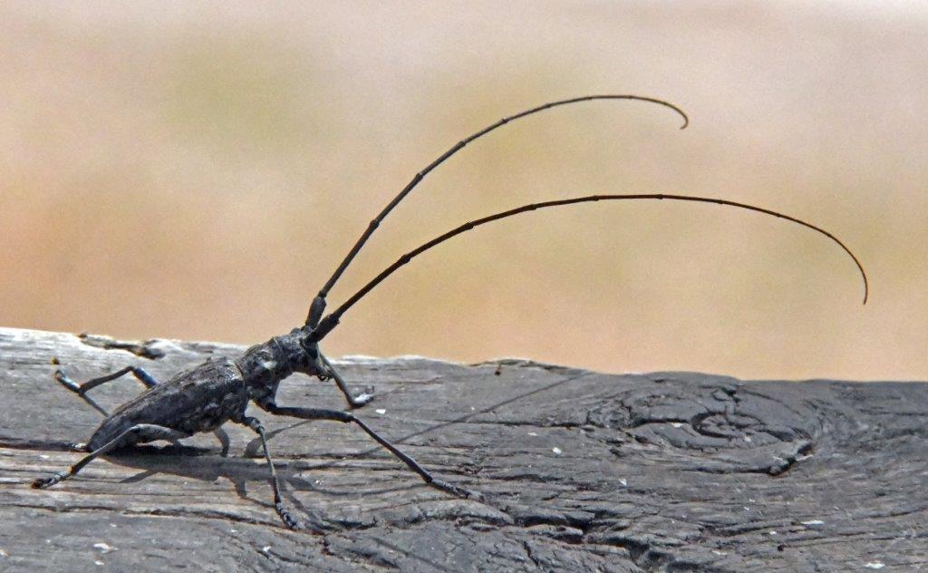 Long horned wood boring beetle