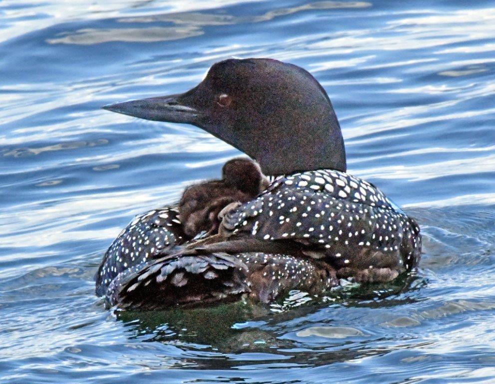 Loon w chicks