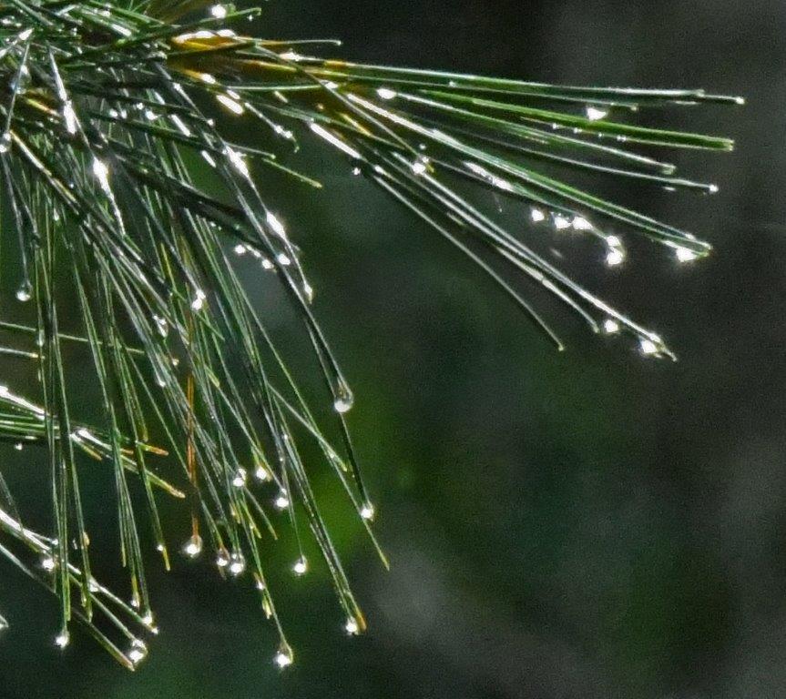 Pine needles after the rain