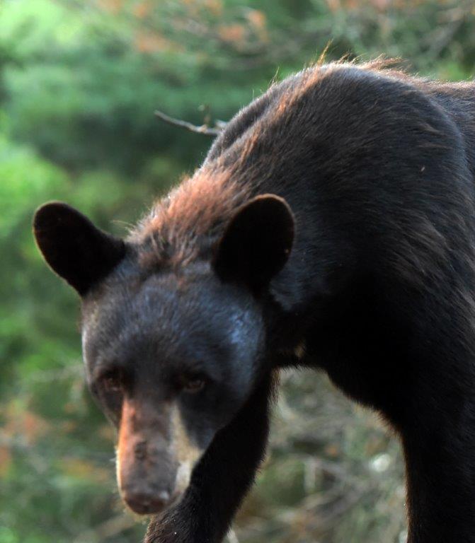 Rusty losing his rust