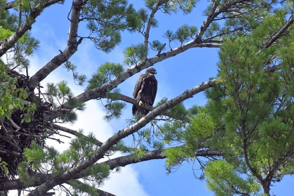 Bald eagle juvenile