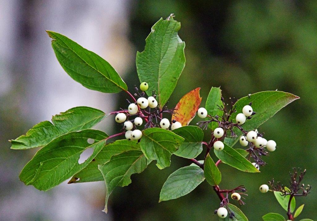 Red osier dogwood