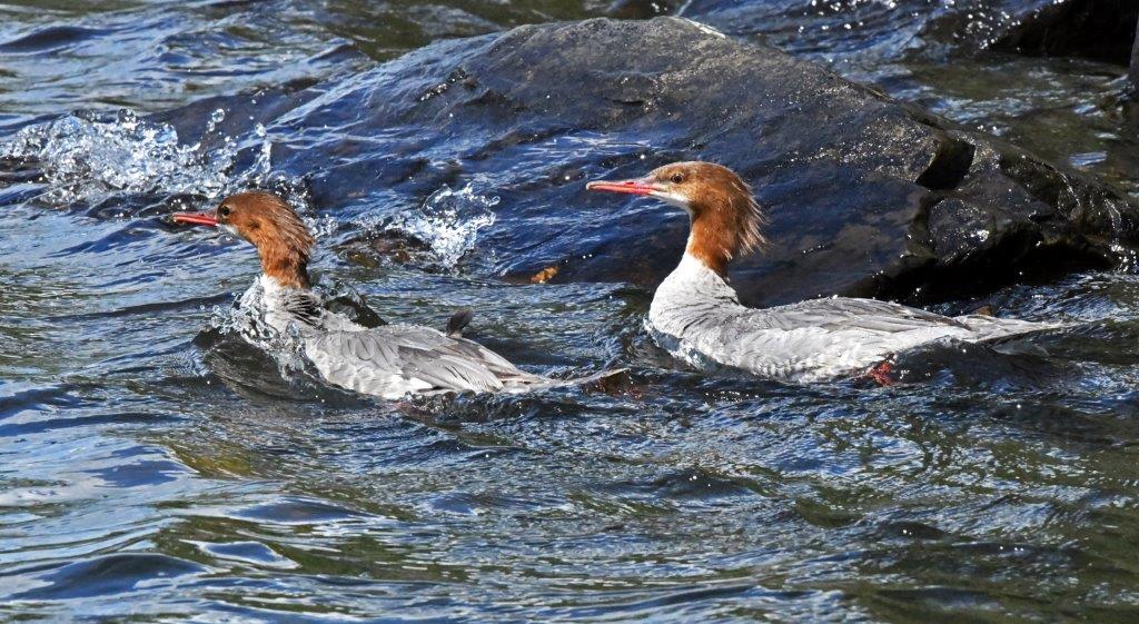 Mergansers