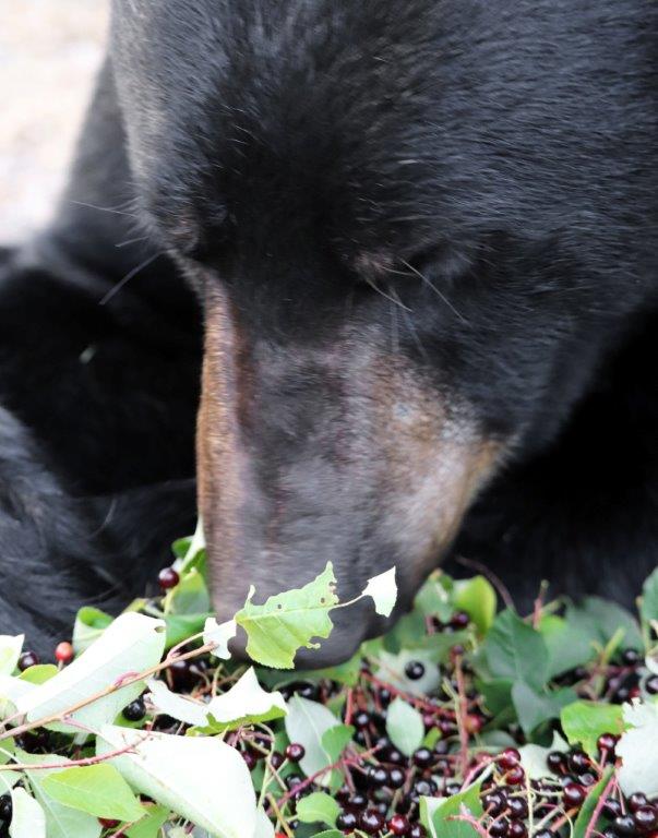 Ricky w /chokecherries