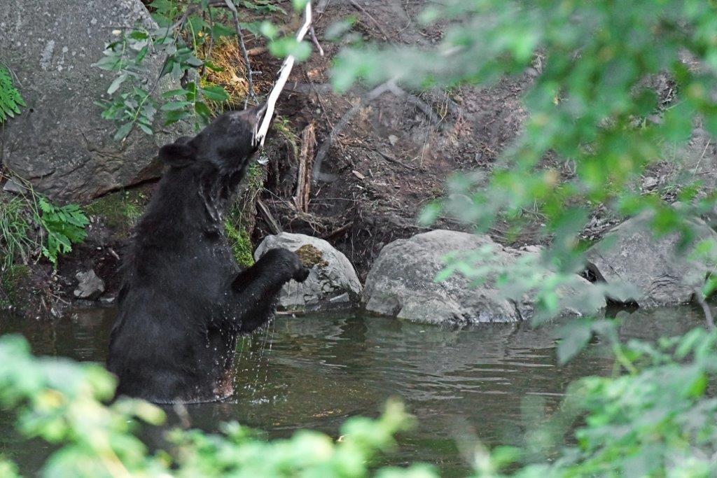 bear and stick in pond