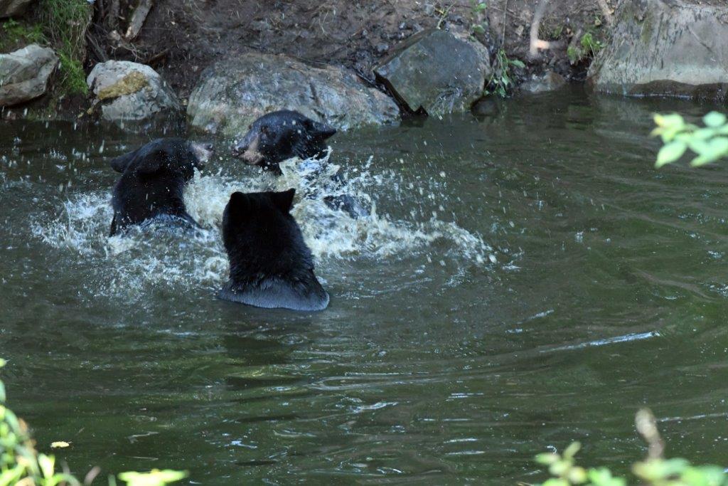 3 yearlings playing in pond