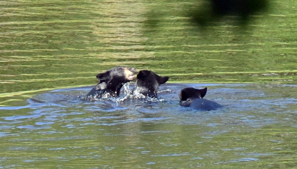 20200805 Yearlings playing while swimming