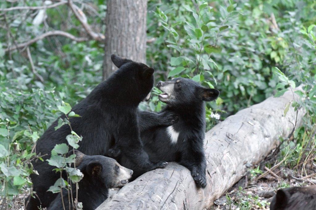 Cubs playing together