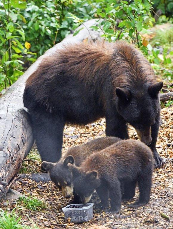 Cinnamon's cubs eating chokecherries