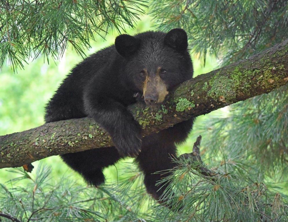 Yearling resting and watching