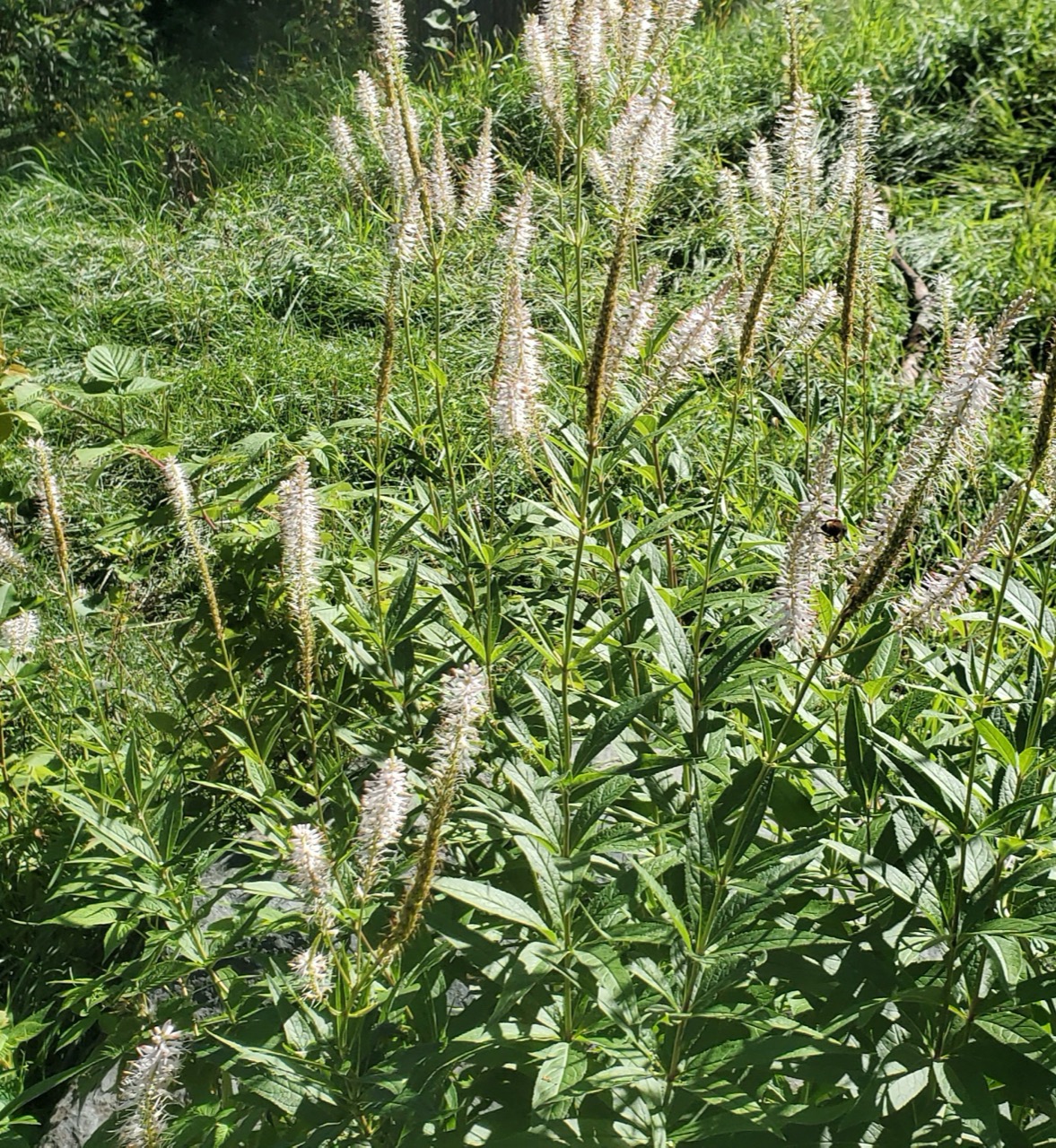 Culver's root