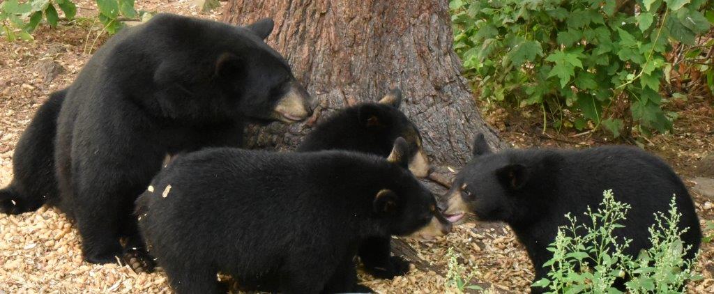 Introducing cub on right