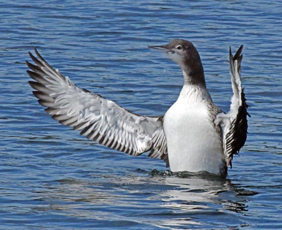 Loon Juvenile