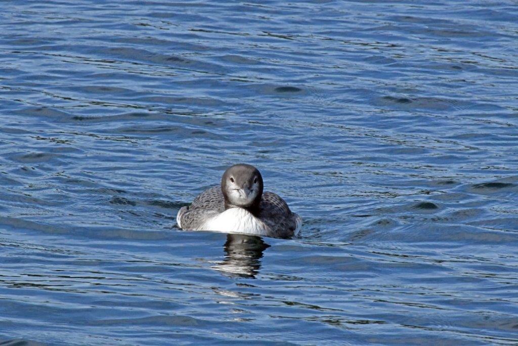 Loon Juvenile