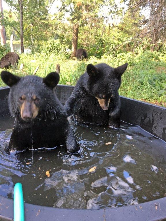 Colleen's 2 cubs