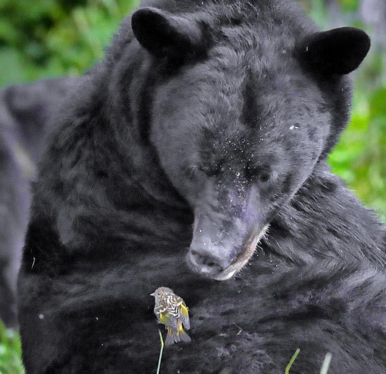 Bear with Pine Siskin - K. Burns