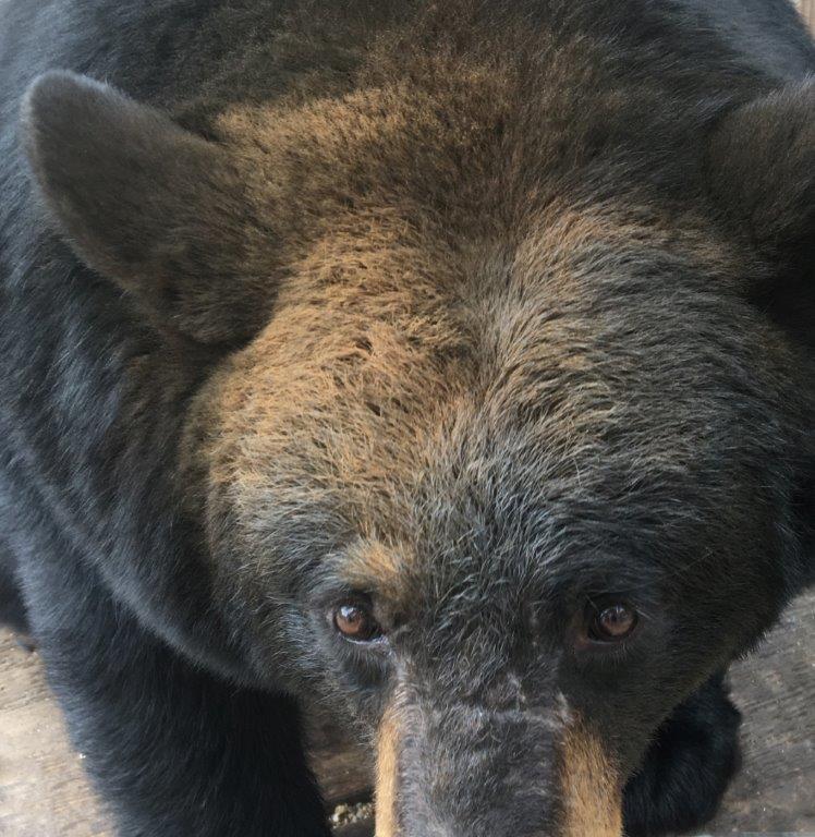 Zelda with dirt on her head