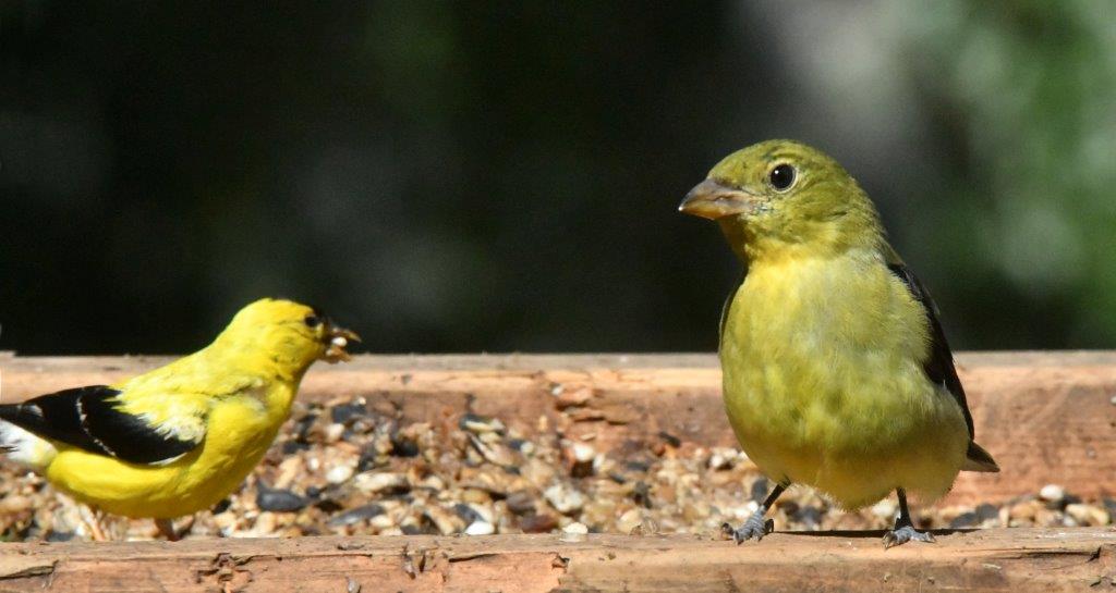 Goldfinch and Scarlet Tanager