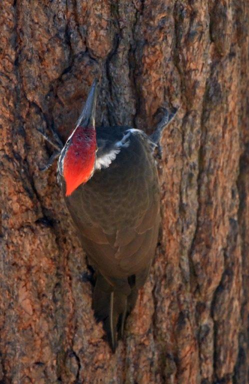 Pileated Woodpecker Juvenile
