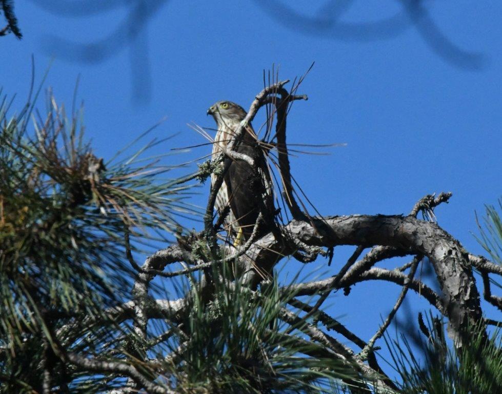 Sharp-shinned hawk