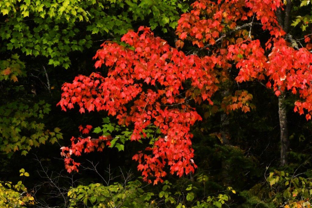 Red Maple