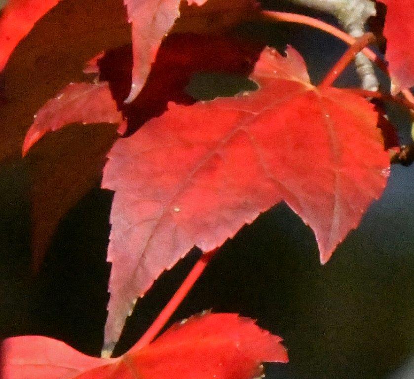 Red Maple