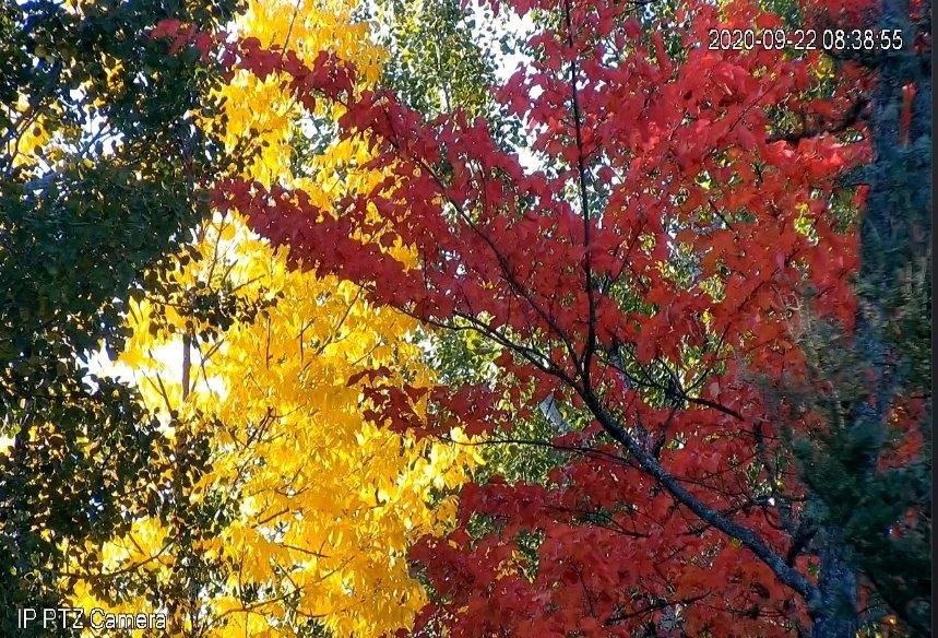 Color at NABC via cam