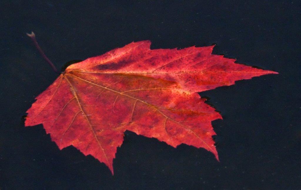 Red Maple leaf floating