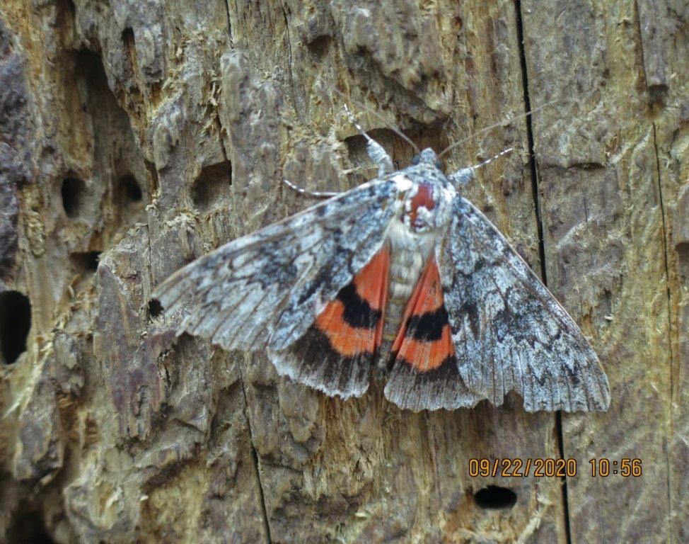 Underwing moth