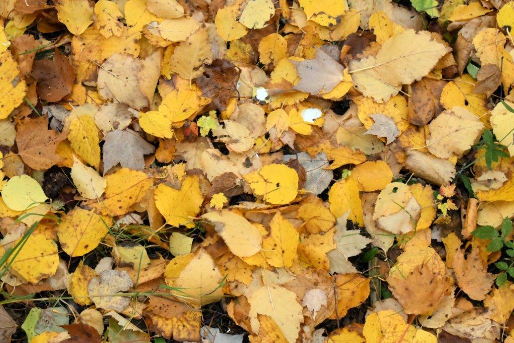 Birch and Aspen leaves