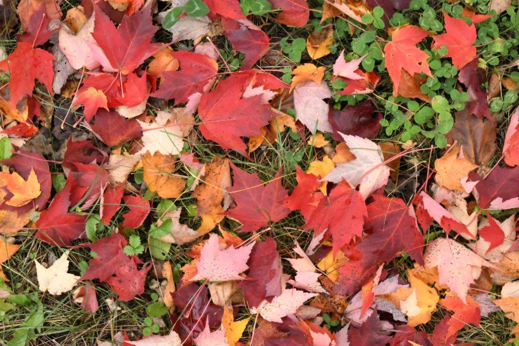 Red Maple leaves