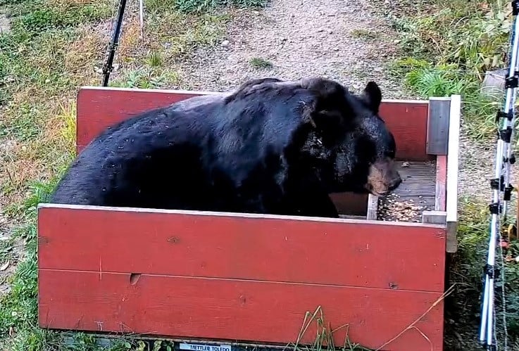 Ted getting a weigh in
