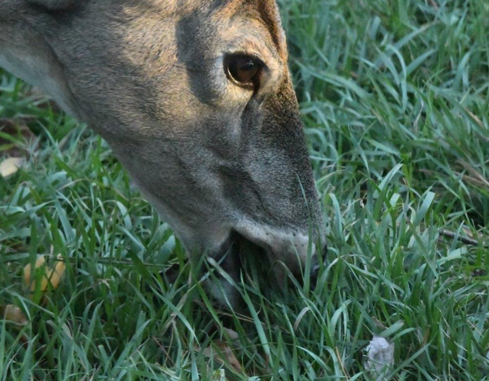 Deer grazing