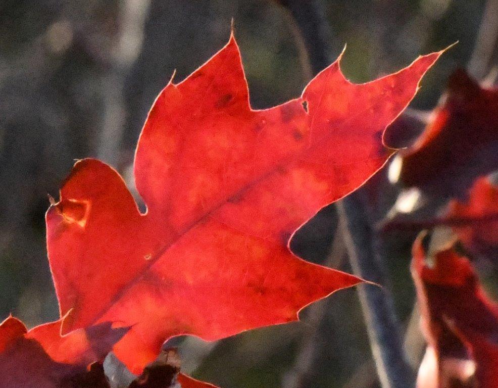 Northern Red Oak leaf