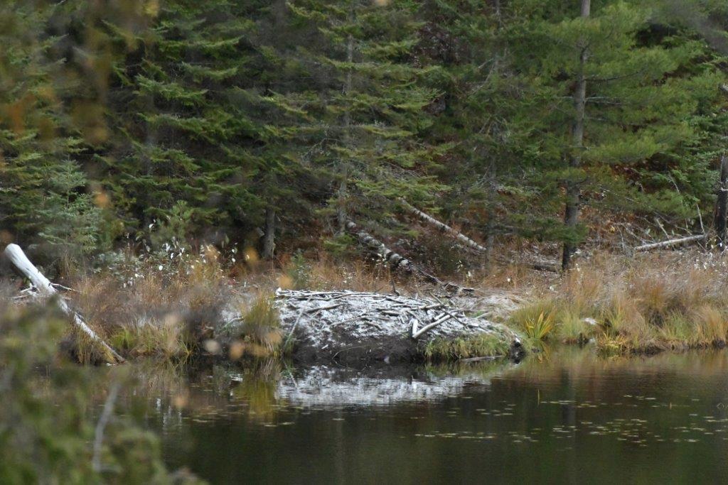 Beaver lodge at dawn