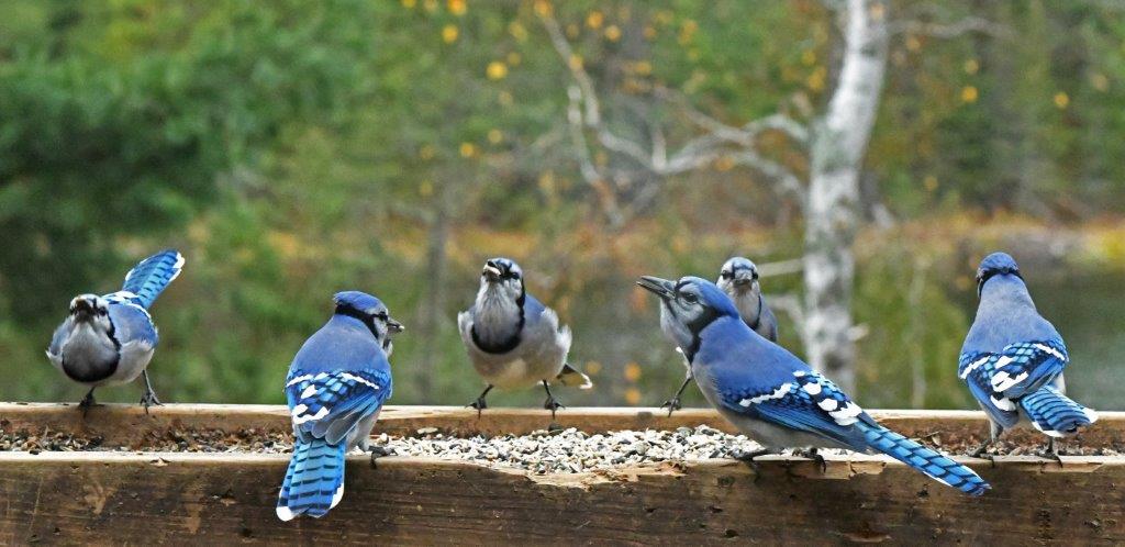 Blue Jays