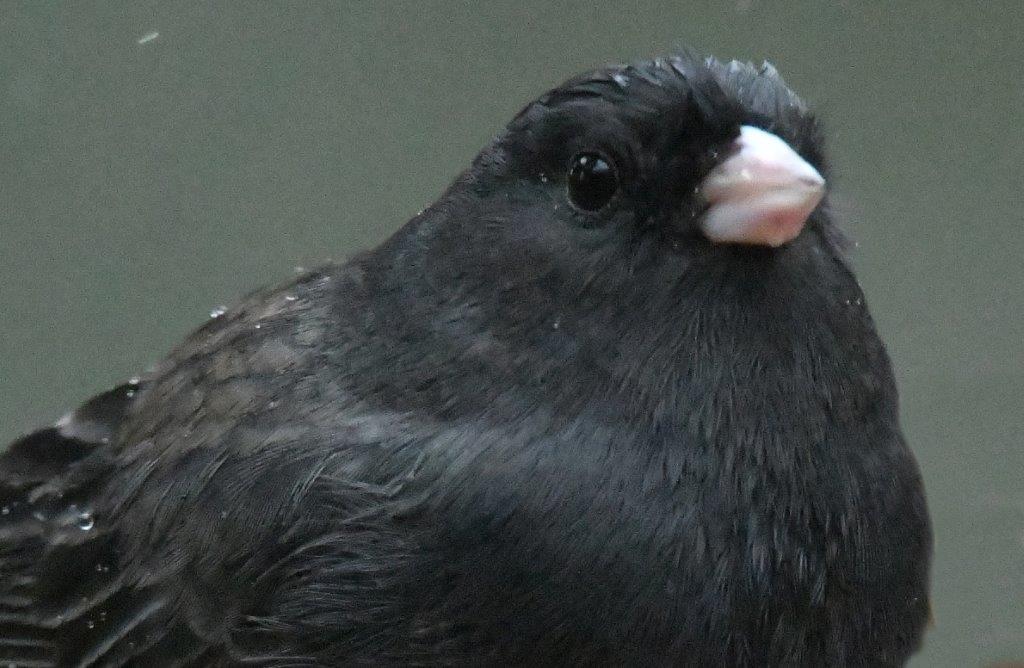 Dark-eyed Junco Male
