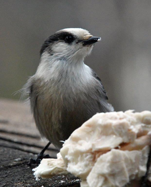 Gray Jay