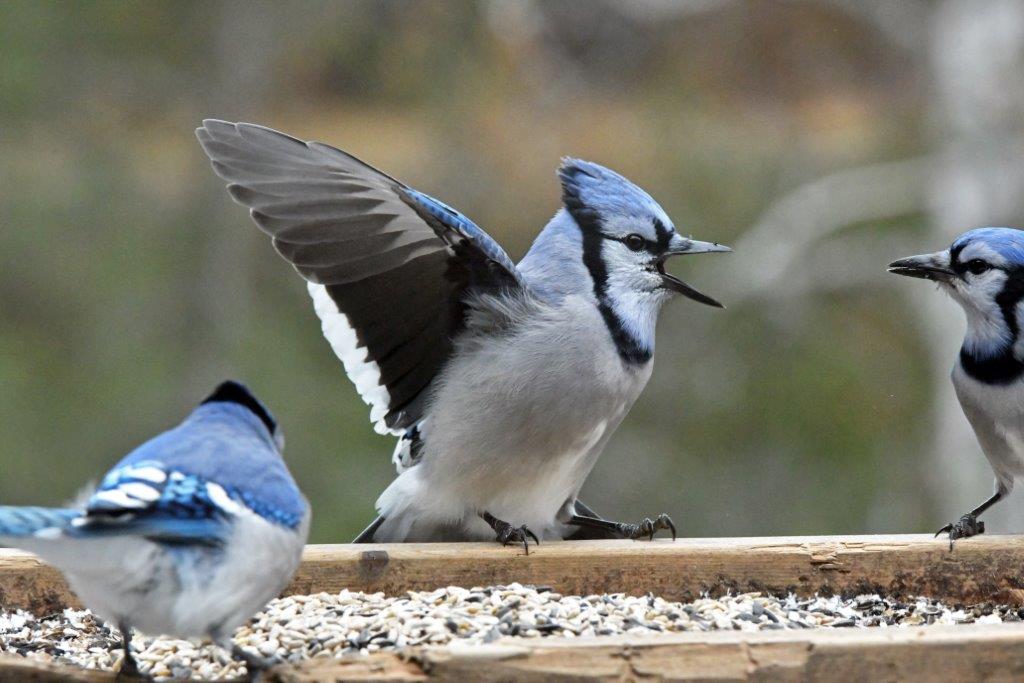 Blue Jays - 10-16-20