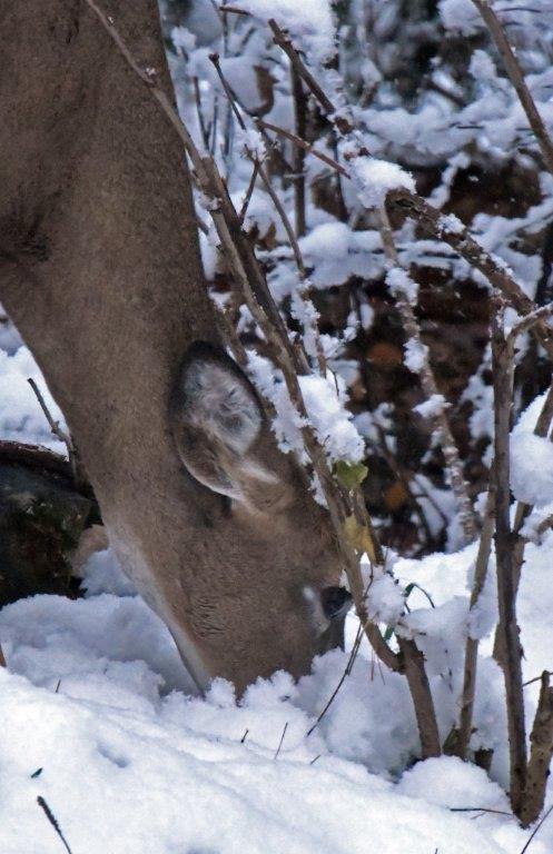 Deer nosing