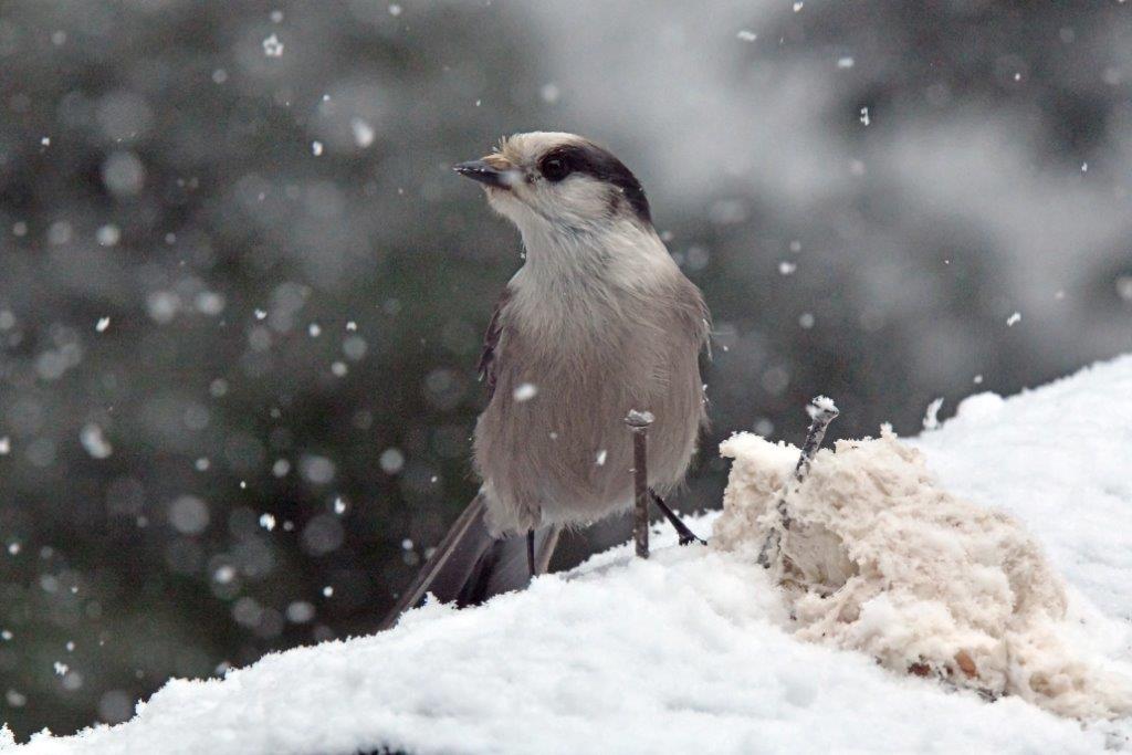 Gray Jay in snow