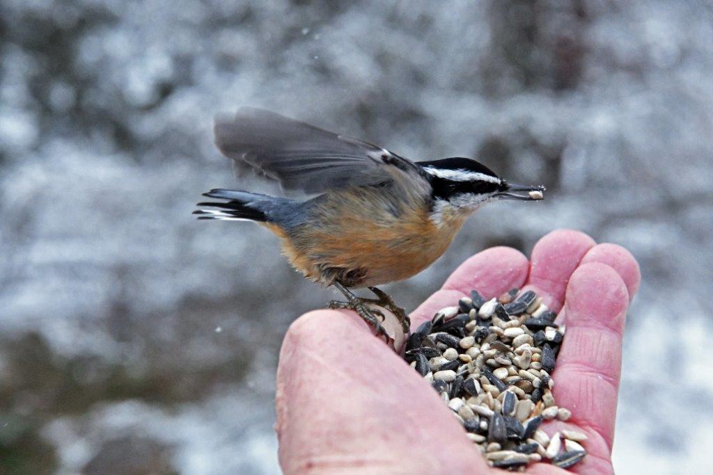 Red Breasted Nuthatch
