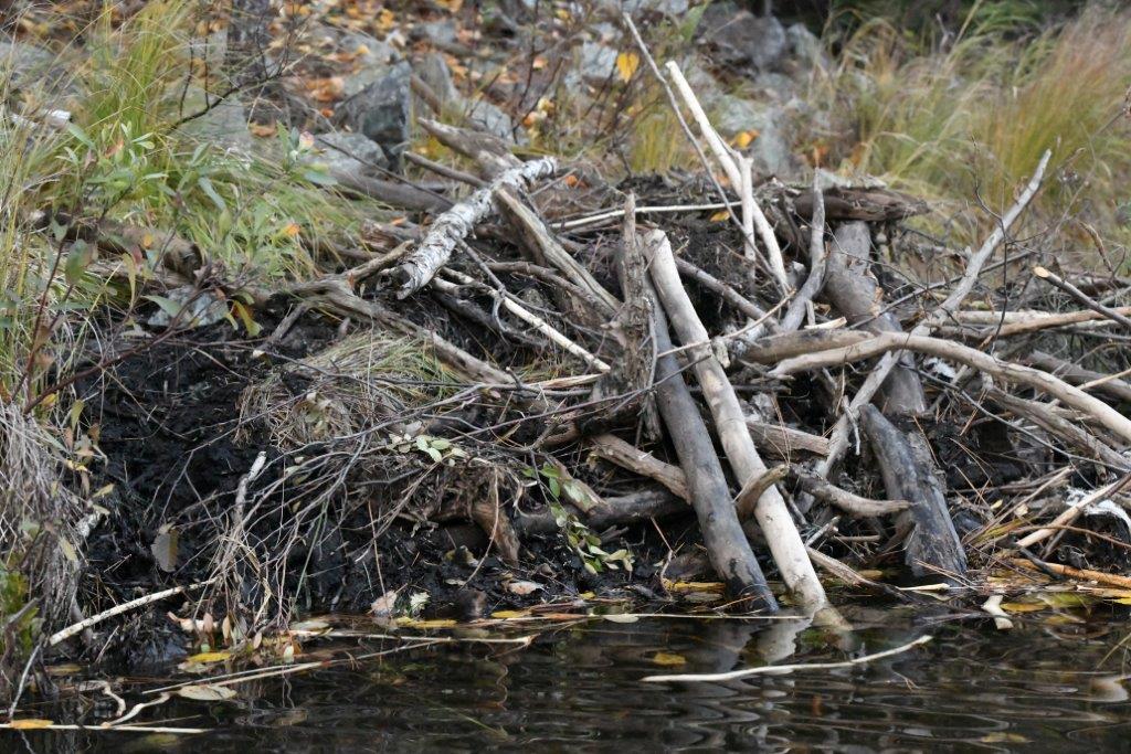 New Beaver Lodge on 10-4-20