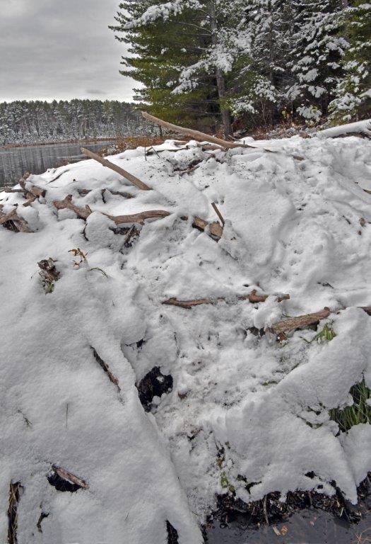 Beaver and Mink tracks on Lodge of 1977