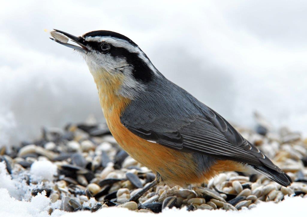 Red-breasted nuthatch