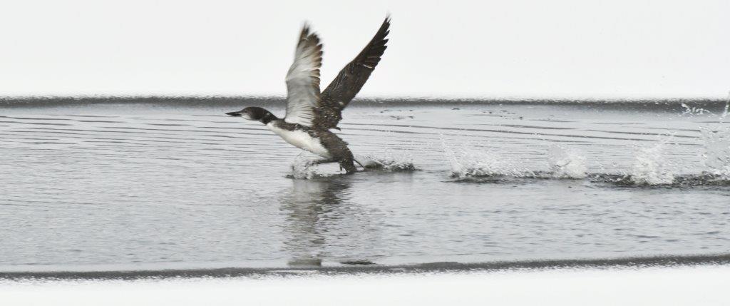 Loon trying to take off