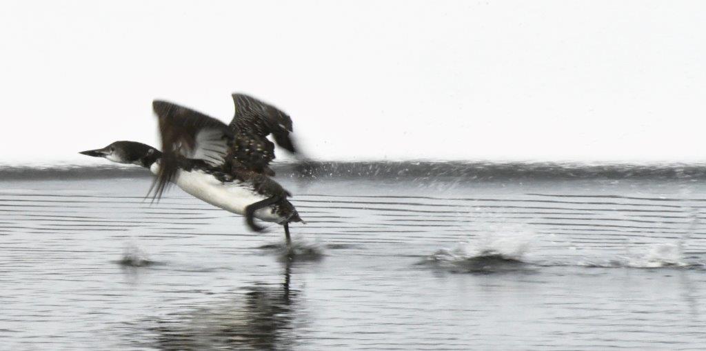 Loon almost airborne